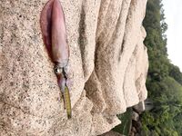 Сейшелы — первая морская рыбалка: тревел-спиннинг, пилькеры 15–40 г и сарган 4+