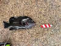 Сейшелы — первая морская рыбалка: тревел-спиннинг, пилькеры 15–40 г и сарган 4+