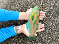 Сейшелы — первая морская рыбалка: тревел-спиннинг, пилькеры 15–40 г и сарган 4+