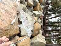 Сейшелы — первая морская рыбалка: тревел-спиннинг, пилькеры 15–40 г и сарган 4+