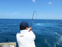 Австралия, воблерный спиннинг и лёгкие попперы: опыт на испанке и GT