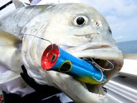 Австралия, воблерный спиннинг и лёгкие попперы: опыт на испанке и GT