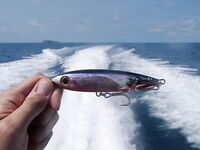 Австралия, воблерный спиннинг и лёгкие попперы: опыт на испанке и GT