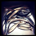 Барселона 2013: пирсы Барселонеты, сарган до 60 см и лайфхак с наживкой