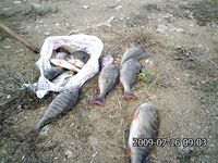 Болгария, не море: Порой по окуню, дальше — скалы, Тунджа и жара