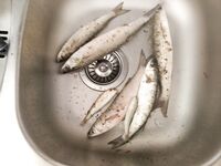 Болгария, обещанные фотографии: отчёт по месту без лишних слов