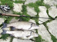 Черное море в Болгарии: сосед вытащил трофей в речушке — фиксирую активность