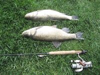 Черное море в Болгарии: сосед вытащил трофей в речушке — фиксирую активность