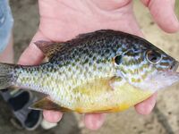 Болгария, Черное море — рибарски билет на Порой и нашествие «солнчевки»