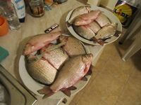 Яз.Порой и озеро Мандра, Болгария — ветер, ил по колено и мерный карась