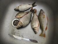 Яз.Порой и озеро Мандра, Болгария — ветер, ил по колено и мерный карась