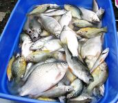 Болгария, Порой — фото 2014 года и короткое резюме без прикрас