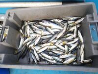 Болгария, конец августа—начало сентября: лодка, ставрида и паламуд