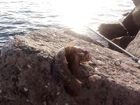 Болгария, Равда в начале сентября: микроджиг днём, ставрида ночью