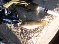 Болгария, Равда в начале сентября: микроджиг днём, ставрида ночью