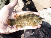 Болгария, Равда в начале сентября: микроджиг днём, ставрида ночью