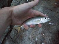 Болгария, Равда в начале сентября: микроджиг днём, ставрида ночью