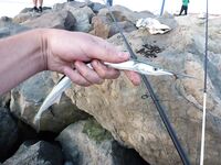 Болгария, Равда в начале сентября: микроджиг днём, ставрида ночью