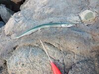 Болгария, Равда в начале сентября: микроджиг днём, ставрида ночью