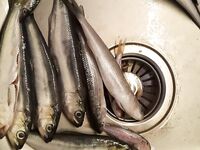 Болгария: опознание рыбы в ведре со ставридой — что за экземпляр сверху