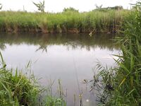 Болгария, пруды: альтернатива морю для короткой сессии с поплавком