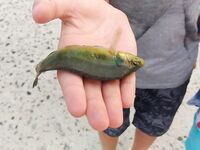 Болгария, на море: короткая заметка о выходе к воде