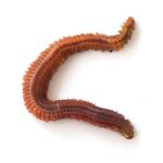 Болгария, Черное море — короткая пометка о теме без содержания