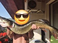 Болгария, Черное море — первый летний трофей и сравнение с карасем 2,8 кг