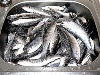 Дивноморск: «сарганка» 30 г, фидер 3.9 до 120 г и заброс 80–90 м по ветру