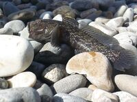 Дивноморск, сентябрь 2014: рокфишинг на «Голубых далях» и у «Факела»