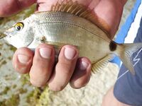 Дивноморск, сентябрь 2014: рокфишинг на «Голубых далях» и у «Факела»