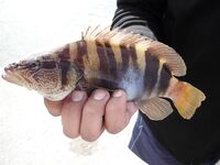 Дивноморск, сентябрь 2014: рокфишинг на «Голубых далях» и у «Факела»