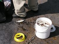 Греция, Аттика: порт Перея и остров Порос — прибрежные наблюдения