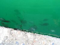 Греция, Аттика: порт Перея и остров Порос — прибрежные наблюдения