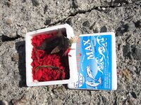 Сицилия: ружьё на песчаном пляже, барабульки и червь Coreano с волнореза