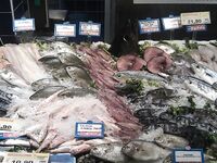 Италия: подводная охота и прикорм — сарган, ставрида и кошки на ужин