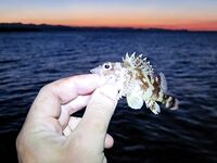 Италия: подводная охота и прикорм — сарган, ставрида и кошки на ужин