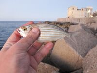 Италия: подводная охота и прикорм — сарган, ставрида и кошки на ужин