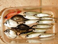 Италия: подводная охота и прикорм — сарган, ставрида и кошки на ужин