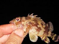 Италия: морской ёрш из скорпеновых — аккуратнее с колючками