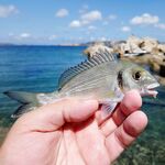 Рыбалка на Сардинии в ноябре: бомбарда, порты и сарган с волнорезов