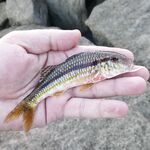 Рыбалка на Сардинии в ноябре: бомбарда, порты и сарган с волнорезов