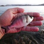 Рыбалка на Сардинии в ноябре: бомбарда, порты и сарган с волнорезов