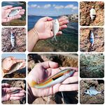 Рыбалка на Сардинии в ноябре: бомбарда, порты и сарган с волнорезов