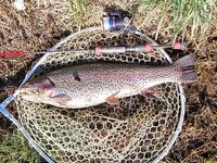 Италия, Лацио вместо Калабрии и Сардинии — фото с форелевого сезона 2020–2021