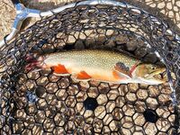 Италия, Лацио вместо Калабрии и Сардинии — фото с форелевого сезона 2020–2021