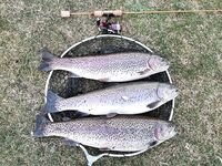 Италия, Лацио вместо Калабрии и Сардинии — фото с форелевого сезона 2020–2021