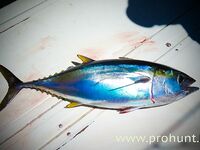 Перу, Тумбес: тунец, махи-махі и тяжёлый троллинг в холодном Хумбольде