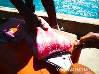 Перу, Тумбес: тунец, махи-махі и тяжёлый троллинг в холодном Хумбольде