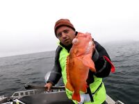 Север Норвегии, Сенья: сайда, скумбрия, треска, окунь — ветер и дождь не помеха